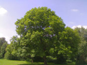 Ash Tree Pictures: Big Ash Tree