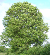 Ash Tree Image