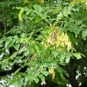 Ash Tree Leaves