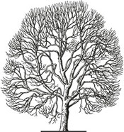 Ash Tree Image