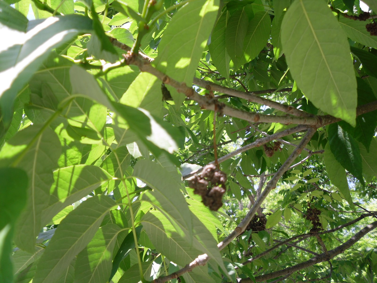 Ash Trees, Photos, Images, Facts & Pictures About the Ash Tree