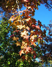 Sutumn Sweetgum; Picture of Sweetgum Trees Autumn Leaves