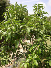 Avocado tree