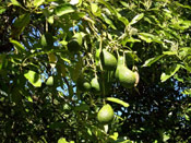 Avocado fruit