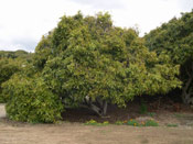 Avocado tree image