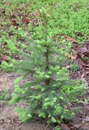 baby spruce tree