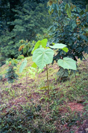 Balsa Tree Picture