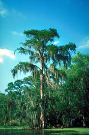 Bald Cypress Tree