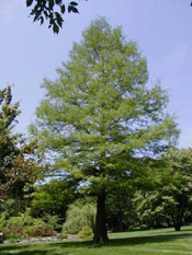 Bald Cypress Photo