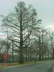 Bald Cypress Tree