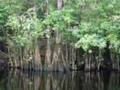 Bald Cypress Tree Image