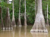 Bald Cypress