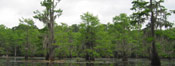 Bald Cypress Tree