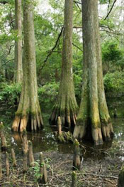 Bald Cypress Tree Photo