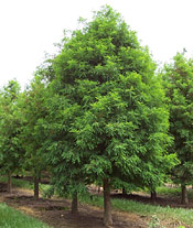 Bald Cypress Tree