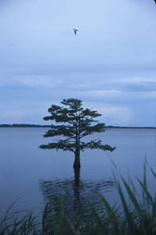 Bald Cypress Tree