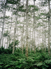 Balsa Tree Photo