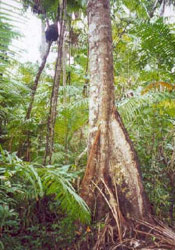 Balsa Tree Image