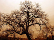 bare oak tree