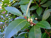 Bay Laurel Tree