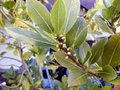 Bay Laurel Tree Leaves