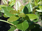 Bay Laurel Tree Leaves