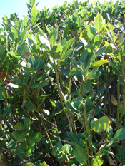 Bay Laurel Tree Pic