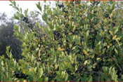 Bay Laurel Tree