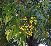 Bead Tree Picture