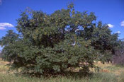 Bead Tree