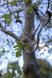 Bead Tree Picture