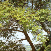 Bead Tree