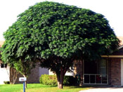 Bead Tree Image