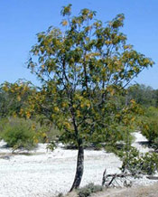 Bead Tree Photo