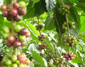 Coffee Beans