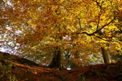 Beech Tree Image