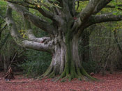 Beech Tree