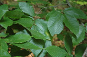 Beech Tree Leaves