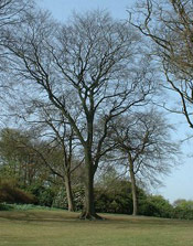 Beech Tree Picture