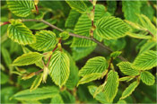 Beech Tree Leaves