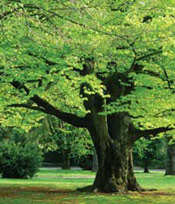 Beech Trees