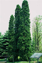 Big Arborvitae