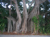 big mangrove tree