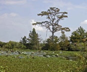 Bald Cypress Tree