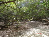 Big Cashew Tree