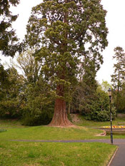 Big Cedar Tree