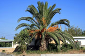 Date Palm Tree