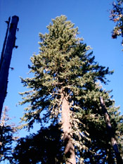 Douglas Fir Tree