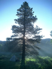 big pine tree