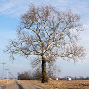 big sycamore tree